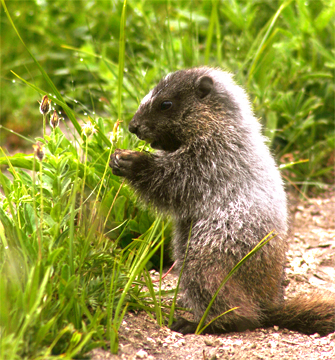 Marmotte